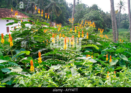 Tropischer Strauch mit aufwendig detaillierte gelb orange Blumen wachsen wild und ungepflegt im Hinterhof eines alten Hauses Stockfoto