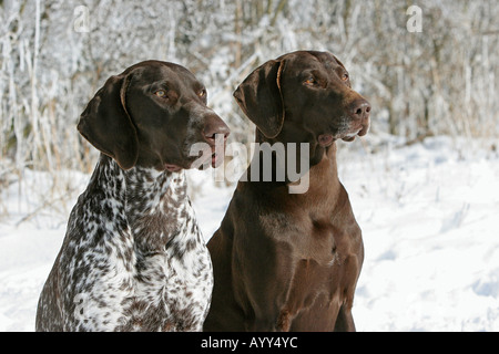 zwei Deutsch-Kurzhaar-Hunde - Porträt Stockfoto