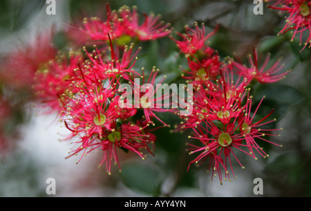 Rata Vine aka Carmine Rata oder Crimson Rata Metrosideros Carminea Myrtaceae Stockfoto