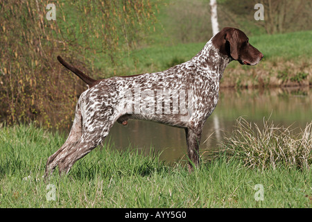 Deutsch Kurzhaar Hund - Stand auf der Wiese Stockfoto