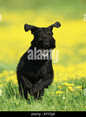 Riesenschnauzer läuft auf Wiese Stockfoto