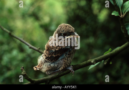 Neuntöter - Geflügelspezialitäten auf AST / Lanius Collurio Stockfoto