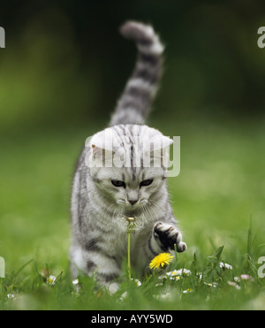 Kurzhaar. Tabby Katze spielt mit Löwenzahn Kopf Stockfoto