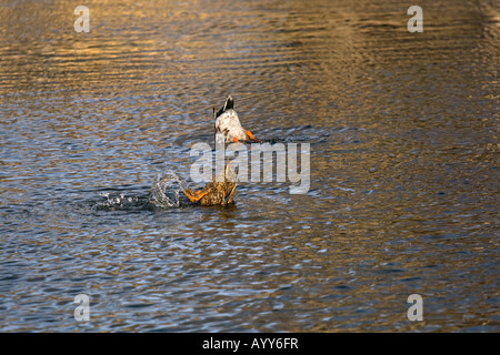 Männliche und weibliche Stockente Enten (Anas Platyrhynchos) Fütterung in einem Teich in einem Stadtpark Stockfoto