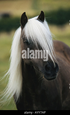 Classic Pony - Porträt Stockfoto