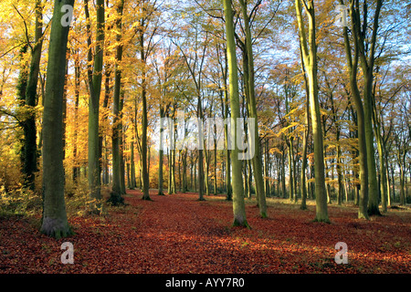"Buchenwälder Cambridge" im Herbst Stockfoto