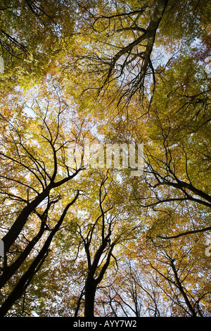 Buche im Herbst in Buckholt und grobe Park-Wald in Gloucestershire UK Stockfoto