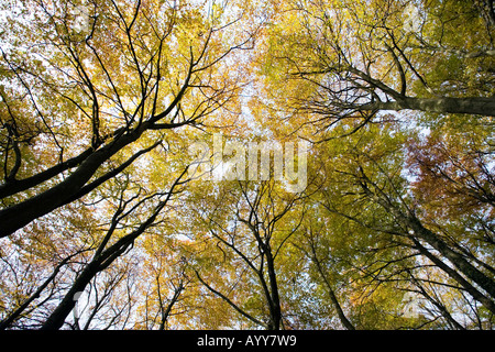 Buche im Herbst in Buckholt und grobe Park-Wald in Gloucestershire UK Stockfoto