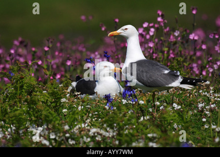 Große schwarze backed Gull Stockfoto