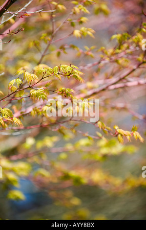 Acer palmatum sango Kaku. Japanischer Ahorn Baum junge Blätter Stockfoto