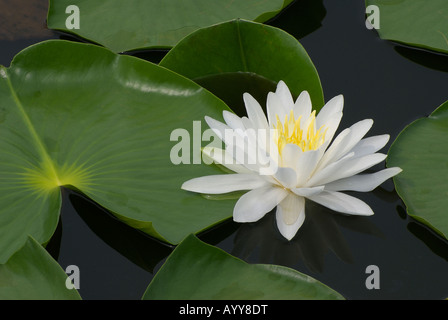 Duftende weiße Seerose [Nymphaea Odorata] in Ohio Teich, einheimische nordamerikanische Wildblumen wachsen Stockfoto