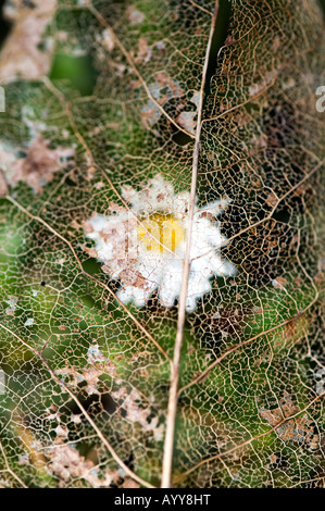 Totes Magnolia Blatt sitzen über ein Gänseblümchen auf der Wiese Stockfoto