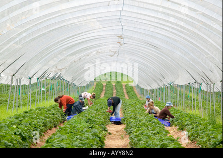 Osteuropäische Arbeitnehmer pflückt Erdbeeren in einem Folientunnel auf einer Farm in Shropshire UK Stockfoto