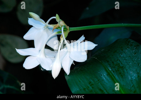 Butterfly Ginger Lily (lewisia coronarium) in voller Blüte Stockfoto