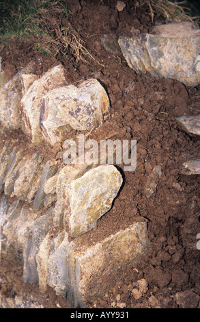 Eine Cornish Absicherung eine Trockensteinmauer gefüllt mit Boden-Wand gefunden in Cornwall Stockfoto