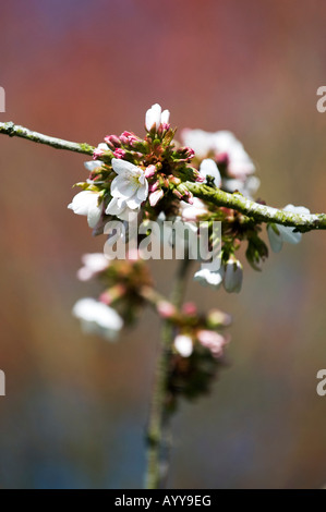 Prunus Serrulata 'Mikuruma Gaeshi'. Japanische Kirsche Baum Blüte Stockfoto