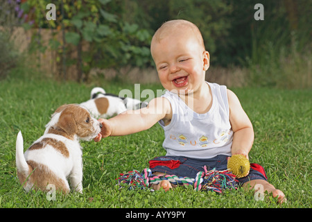 kleiner Junge mit drei Jack Russell Terrier Welpen auf Wiese Stockfoto