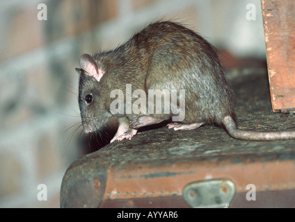 Schwarze Ratte, Dach-Ratte, Haus Ratte, Schiff-Ratte (Rattus Rattus), auf einem alten Koffer Stockfoto