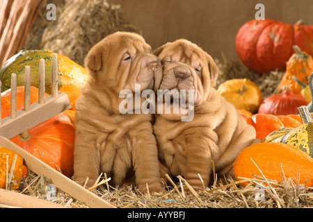 Chinesischen Shar-Pei. Zwei Welpen sitzen im Stroh unter Kürbisse Stockfoto