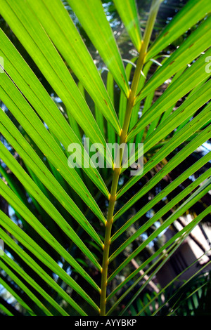 Detaillierte Nahaufnahme von einem Cycad Wedel Palmblatt in einem wilden tropischen Ambiente - Wald Dschungel Wald Wälder Regenwald-Garten Stockfoto