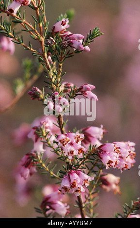 Heide (Erica Multiflora), blühen, Spanien, Aracena Stockfoto