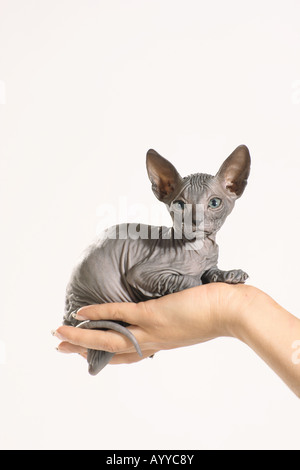 Sphynx Katzen - Kätzchen auf Seite liegend Stockfoto