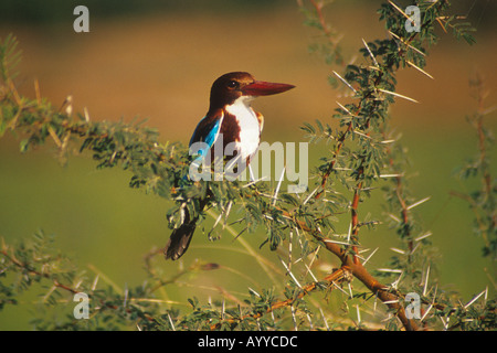 Weiße-throated Kingfisher (Halcyon Smyrnensis) auch bekannt als White-breasted Kingfisher oder Smyrna Eisvogel Stockfoto