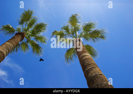 Vogel fliegt zwischen 2 Washingtonia Robusta (mexikanische Fächerpalme) Palm Bäume in Tempe AZ Stockfoto