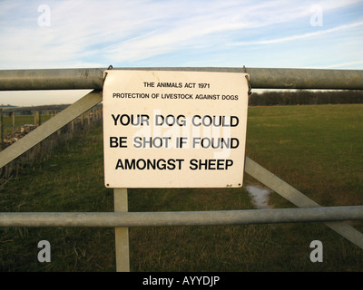 Bauernhof-Schild am Tor, Warnung vor Schafe sorgen Cotswolds, Oxfordshire Stockfoto