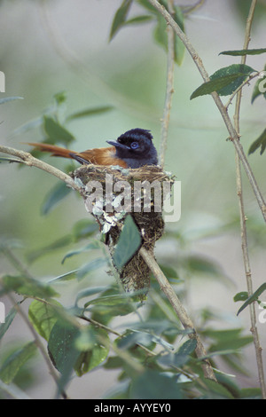 Afrikanischen Paradies Flycatcher (Terpsiphone Viridis), sitzen auf Nest, Kenia, Masai Mara NP Stockfoto