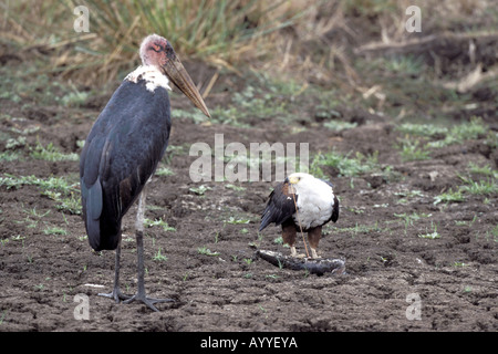 Afrikanischer Fisch-Adler und Marabou Storch (Haliaeetus Vocifer, Leptoptilos Crumeniferus), eagle, Fütterung, Marabu neben stehenden, wai Stockfoto