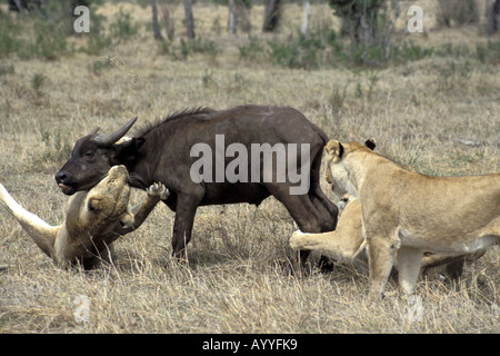 Löwe (Panthera Leo), zwei Löwin Angriff auf afrikanischer Büffel, Kenia Stockfoto