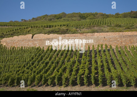 Der "Bopparder Hamm" Weinbauregion an den Ufern des Rheins im deutschen Mitte-Rheintal Stockfoto