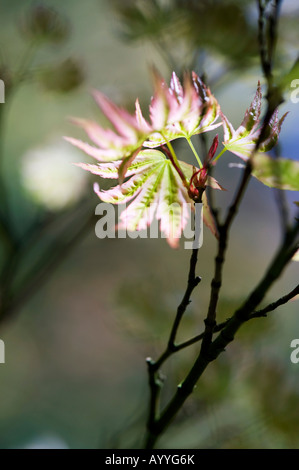 Acer Palmatum Higasayama. Junge japanische Ahornbaum Blätter im Frühling. UK Stockfoto