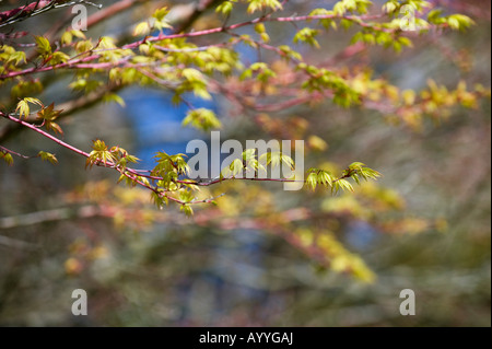 Acer palmatum sango Kaku. Japanischer Ahorn Baum junge Blätter Stockfoto