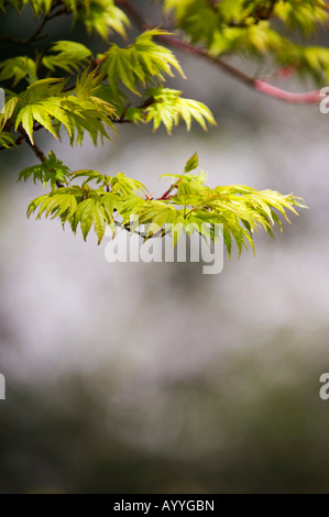 Acer palmatum sango Kaku. Japanischer Ahorn Baum junge Blätter Stockfoto