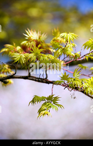 Acer palmatum sango Kaku. Japanischer Ahorn Baum junge Blätter Stockfoto