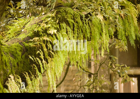 Tropische Epiphytenfarne und Moos wachsen auf einem Baumstamm in der Region des unteren Himalaya in Himachal Pradesh, Indien. Stockfoto