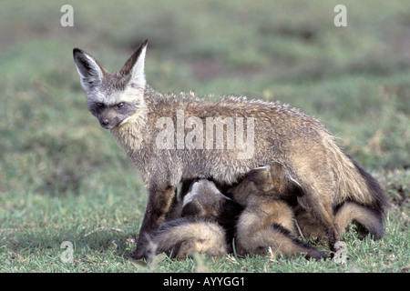 Hieb-eared Fuchs (Otocyon Megalotis), Mutter Pflege Welpen, Kenia, Masai Mara Wildlife Reservierung Stockfoto
