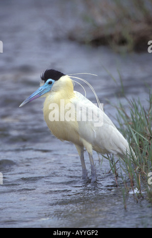 angeschnittene Ärmel Reiher (Pilherodius Pileatus), im Wasser, steht Brasilien, Pantanal Stockfoto