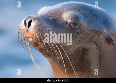 Eine kalifornische Seelöwe (Zalophus Californianus) Stockfoto