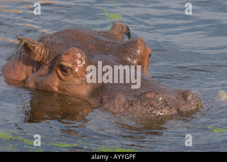 Ein Flusspferd (Hippopotamus Amphibius) Baden im Teich Stockfoto