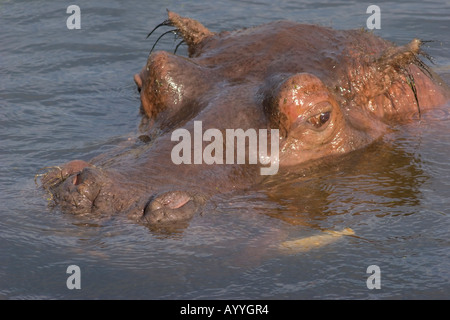 Ein Flusspferd (Hippopotamus Amphibius) Baden im Teich Stockfoto