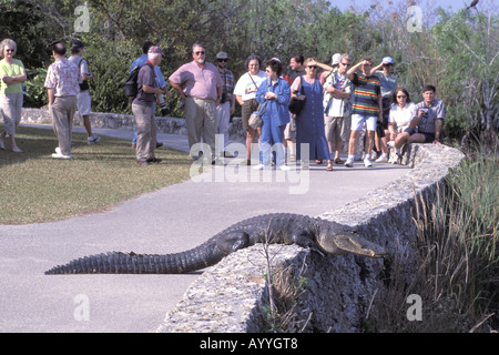 Amerikanischer Alligator (Alligator Mississippiensis), Touristen beobachten Alligator Sonnen auf einem Pfad, USA, Florida Stockfoto