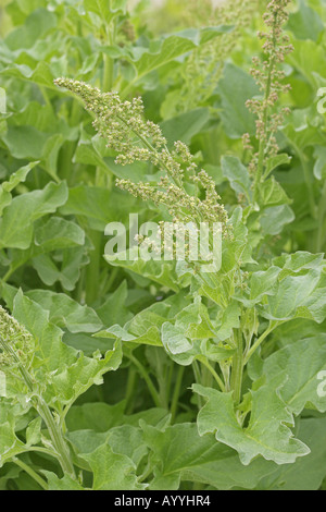 guter Heinrich, mehrjährige Gänsefuß (Chenopodium Bonus-Henricus), blühen Stockfoto