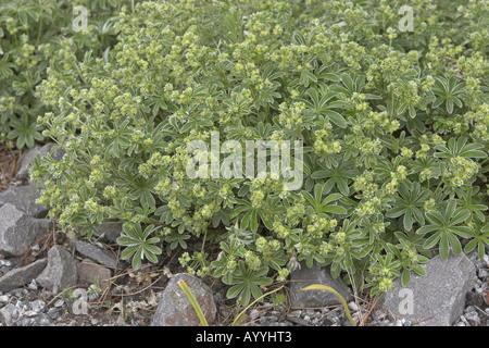 Alpine Frauenmantel (Alchemilla Alpina), blühen, Deutschland Stockfoto