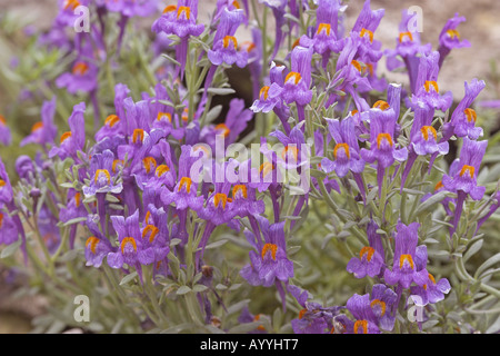 Alpen-Leinkraut (Linaria Alpina), blühen, Deutschland Stockfoto