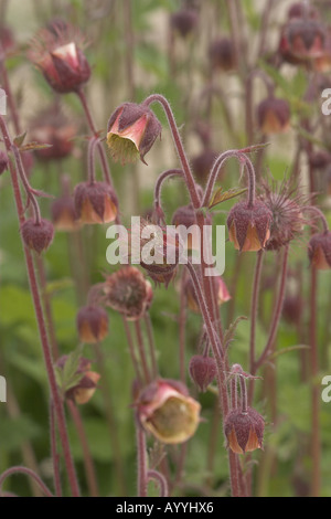 Purple Avens, Wasser Avens (Geum Rivale), blühen Stockfoto