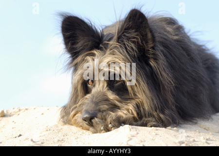 Mischling Hund (Canis Lupus F. Familiaris), Ausruhen am Strand Stockfoto