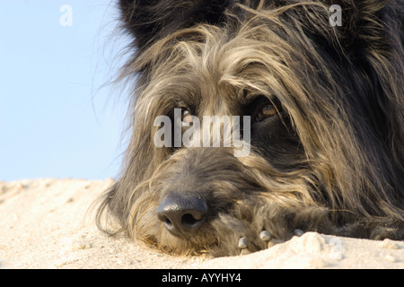 Mischling Hund (Canis Lupus F. Familiaris), Ausruhen am Strand Stockfoto